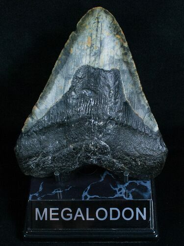 Large Megalodon Tooth - South Carolina #6065